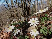 55 Anemoides nemorosa (Anemone dei boschi)